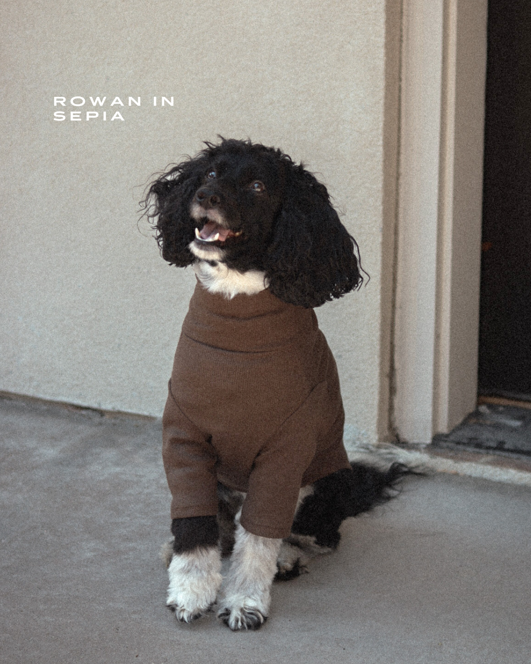 Rowan Pet